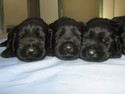 Riesenschnauzer disponibili cuccioli 4 maschi e 3 femmine